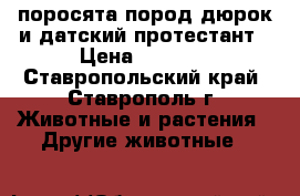поросята пород дюрок и датский протестант › Цена ­ 4 500 - Ставропольский край, Ставрополь г. Животные и растения » Другие животные   